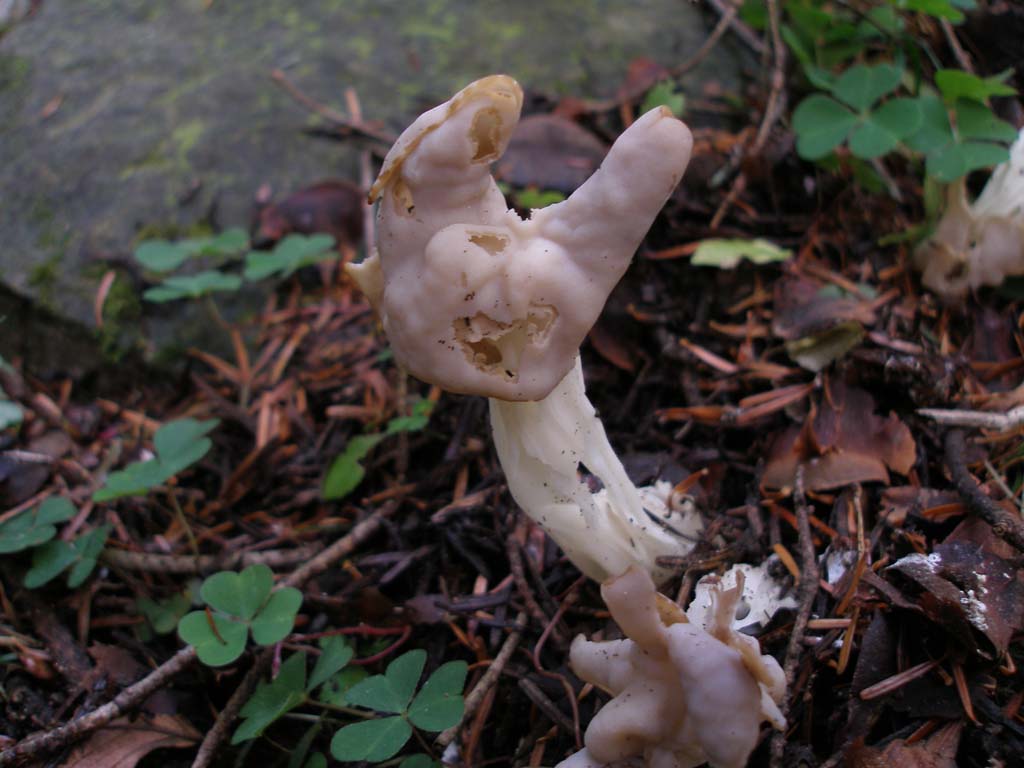 Funghi da determinare - 4